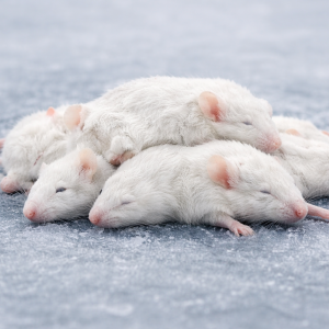 Live Feeder Mice - Shipped